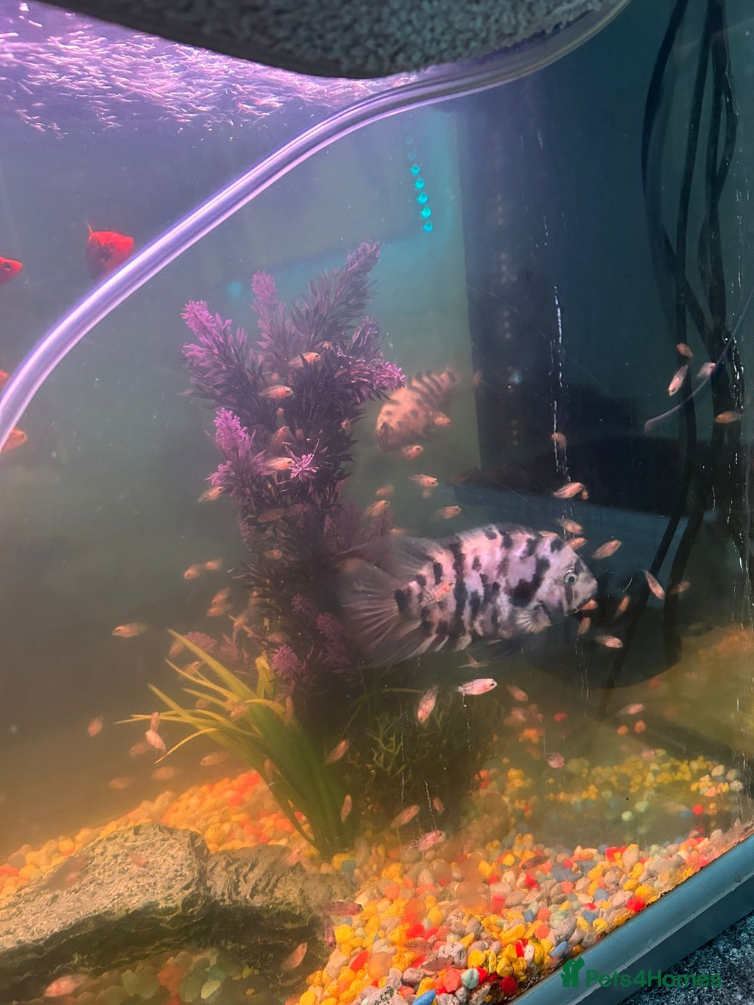 Cichlids fish for sale: American “convict” chiclids - Image 3