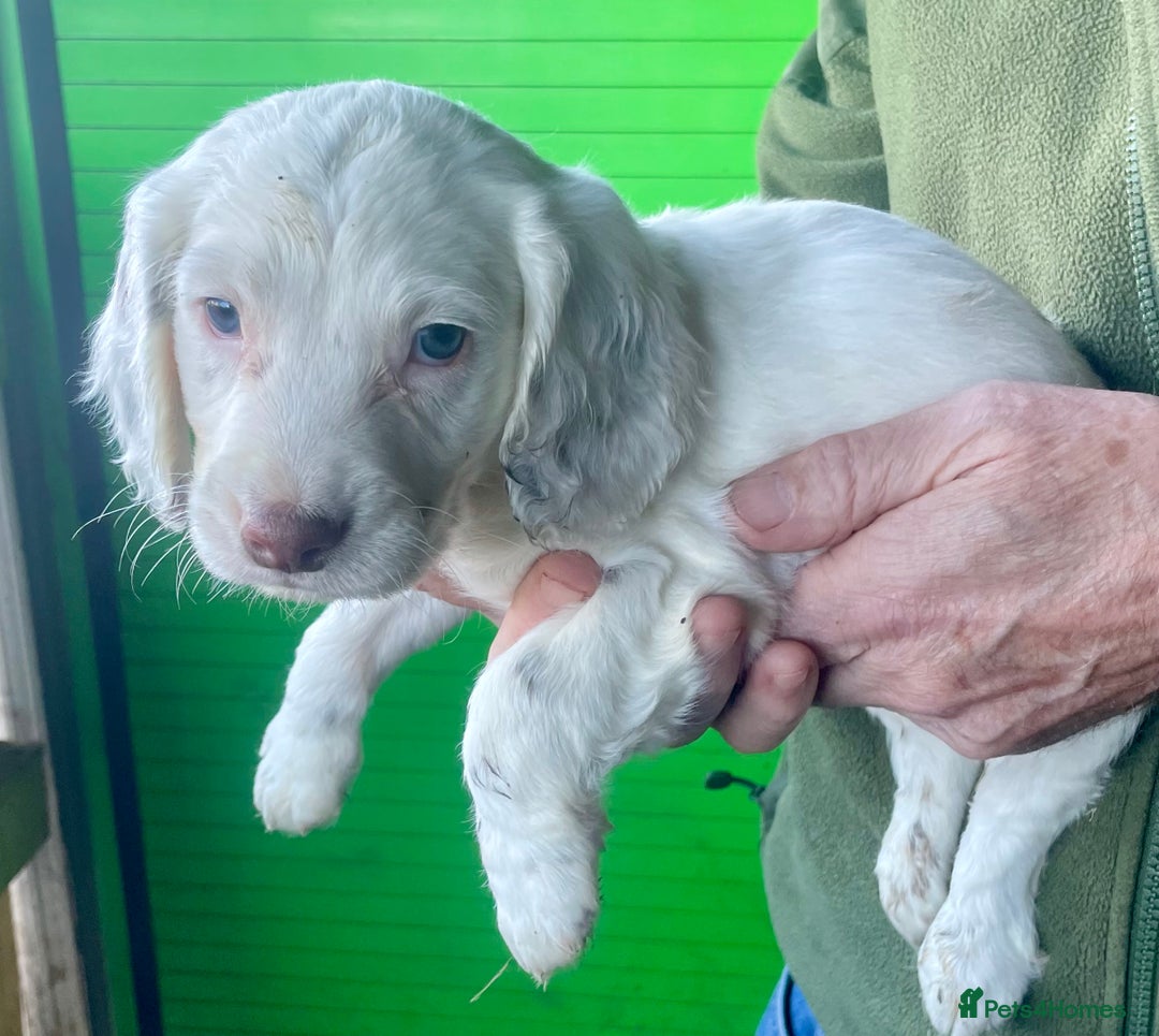 Cocker Spaniel dogs for sale: Beautiful cocker spaniel puppies - Advert 4