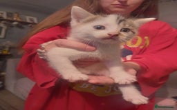 Mixed Breed cats for sale: Stunning British short hair x - Advert 14