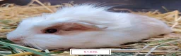 Guinea Pig rodents for sale: Stunning Baby Guine Pigs (sows and boars)  - Advert 7
