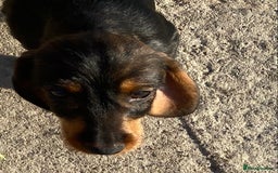 Dachshund dogs for sale: Mini wirehaired dachshund puppys Dad kc registered in Northampton - Image 10