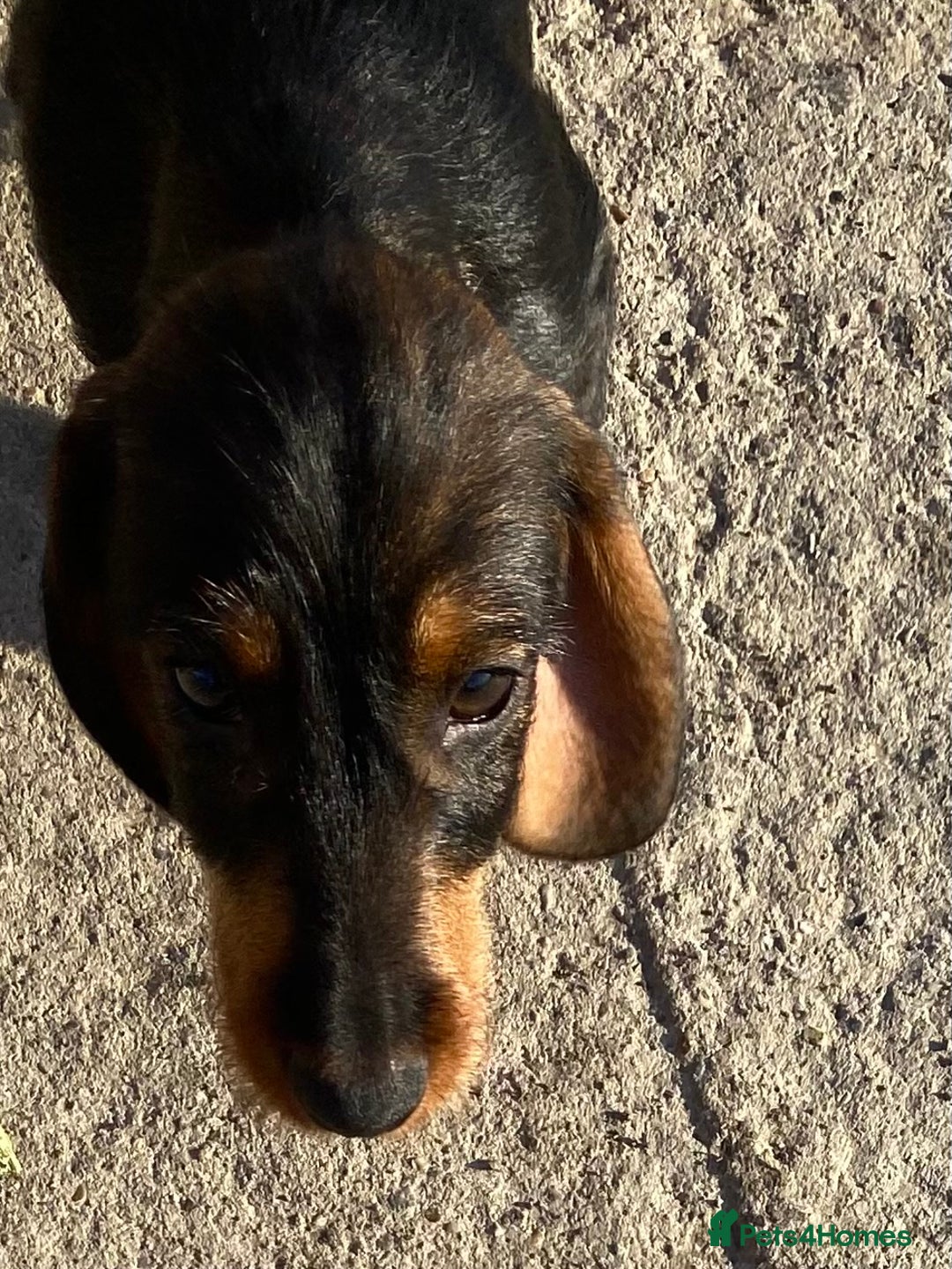 Dachshund dogs for sale: Mini wirehaired dachshund puppys Dad kc registered in Northampton - Image 10
