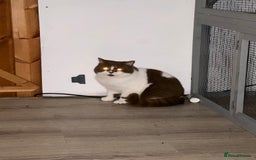 British Shorthair cats for stud: Tica reg Cinnamon bi colour stud  - Advert 5