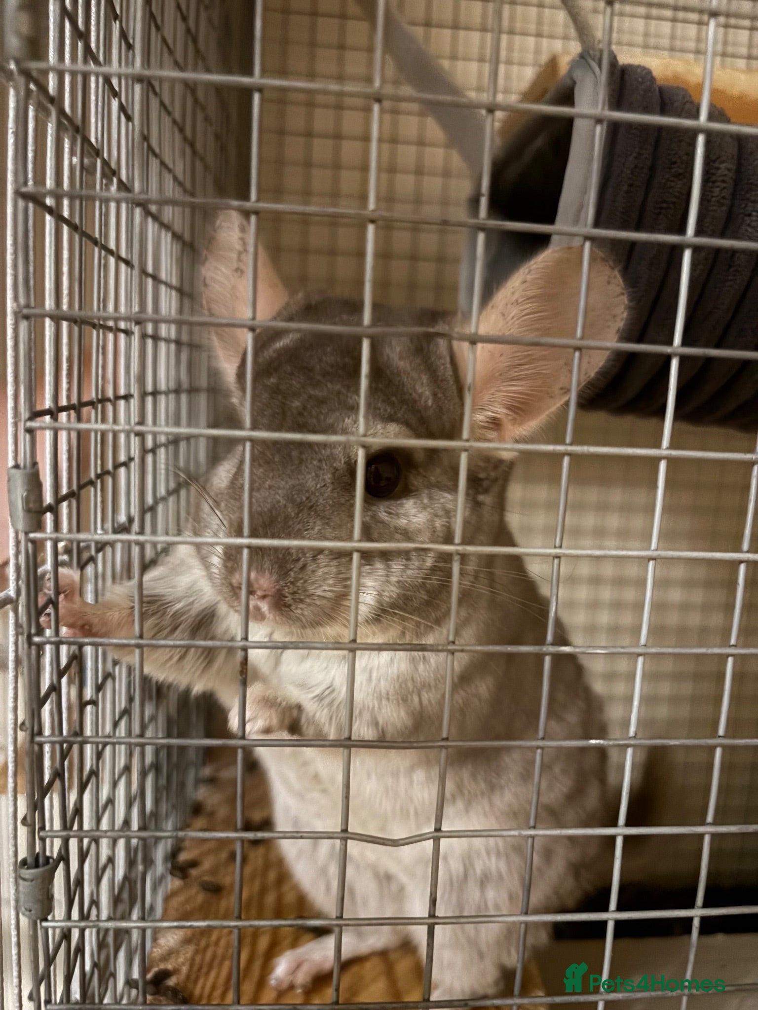 Chinchilla rodents Friendly 5-Year-Old Chinchilla with Cage – £160 🐭 - Advert 5