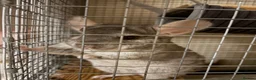 Chinchilla rodents for sale: Friendly 5-Year-Old Chinchilla with Cage – £160 🐭 - Advert 1
