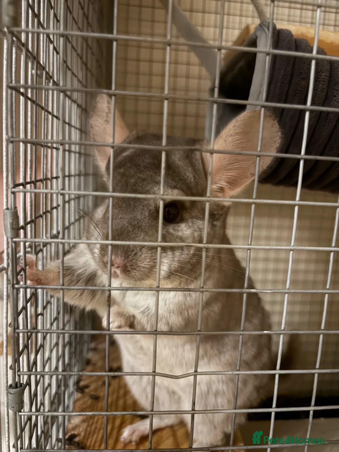 Chinchilla rodents for sale: Friendly 5-Year-Old Chinchilla with Cage – £160 🐭 - Advert 1
