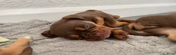 Old Tyme Bulldog dogs for sale: 8 OLD TYME BULLDOGS FOR SALE in London - Advert 28