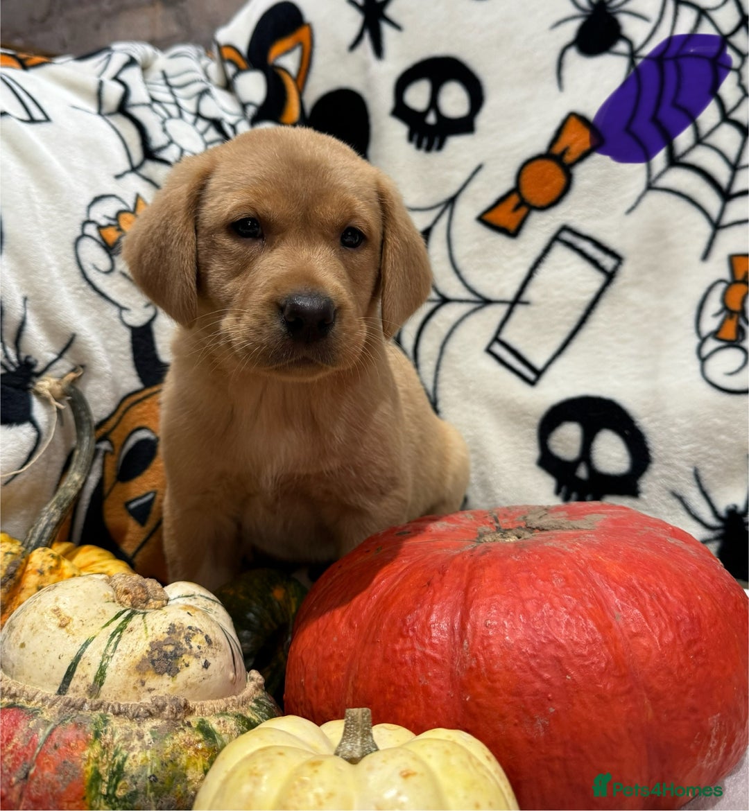 Labrador Retriever dogs for sale: Labrador pups - Image 16