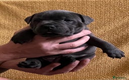 Staffordshire Bull Terrier dogs for sale: Beautiful Blue Champion Staffy Pups - Image 8
