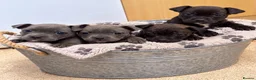Staffordshire Bull Terrier dogs for sale: adorable staffy babies - Advert 3