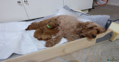 Toy Poodle dogs - Advert 2