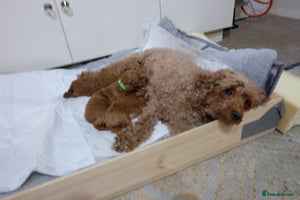 Toy Poodle dogs - Advert 2