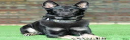 German Shepherd dogs for sale: Elite DDR German Shepherd - World-Class Pedigree  - Advert 11