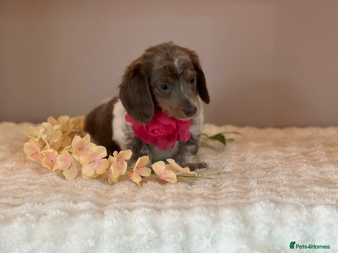 Miniature Dachshund dogs for sale: MINIATURE DACHSHUNDS  - Advert 3