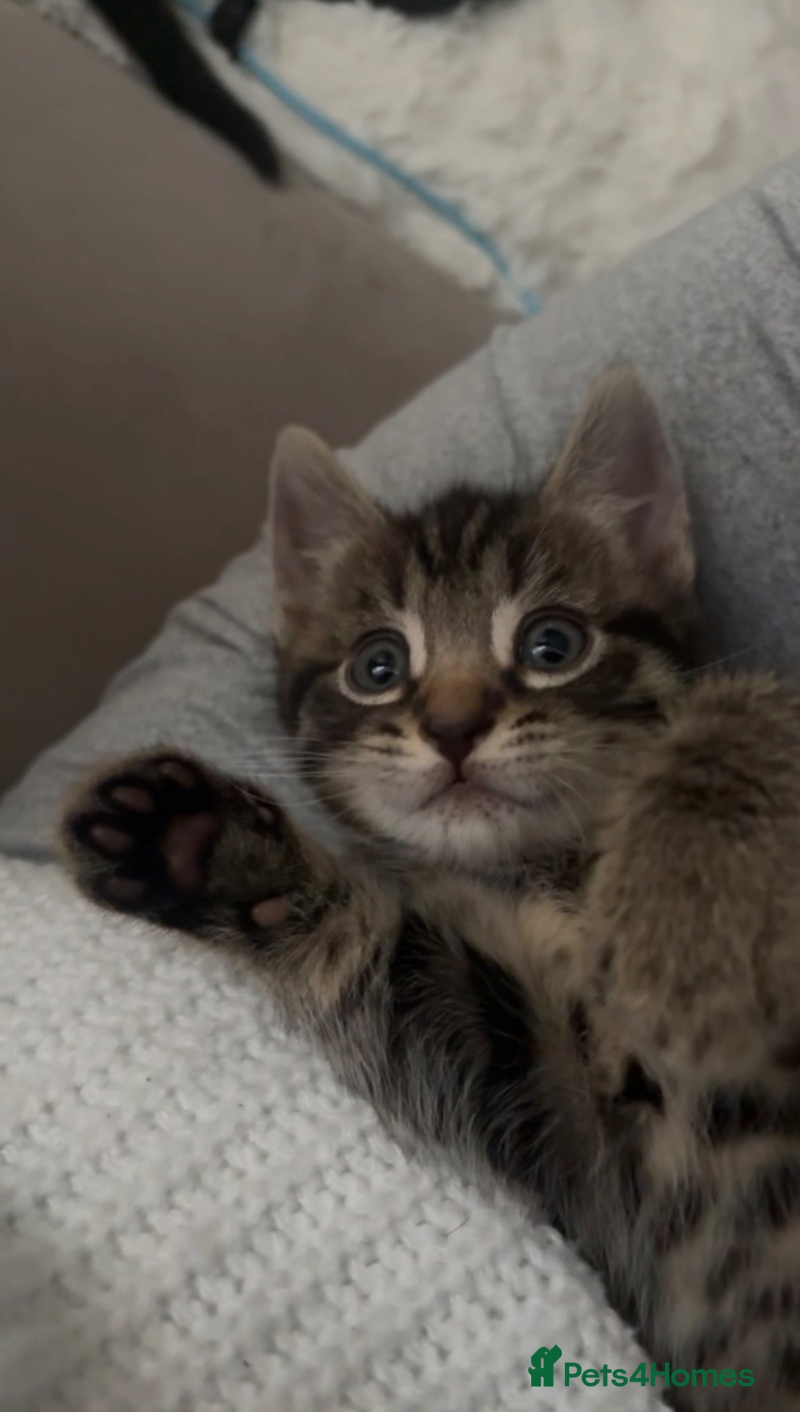 Mixed Breed cats Last Mixed Tabby Kitten Boy🩵 - Advert 7