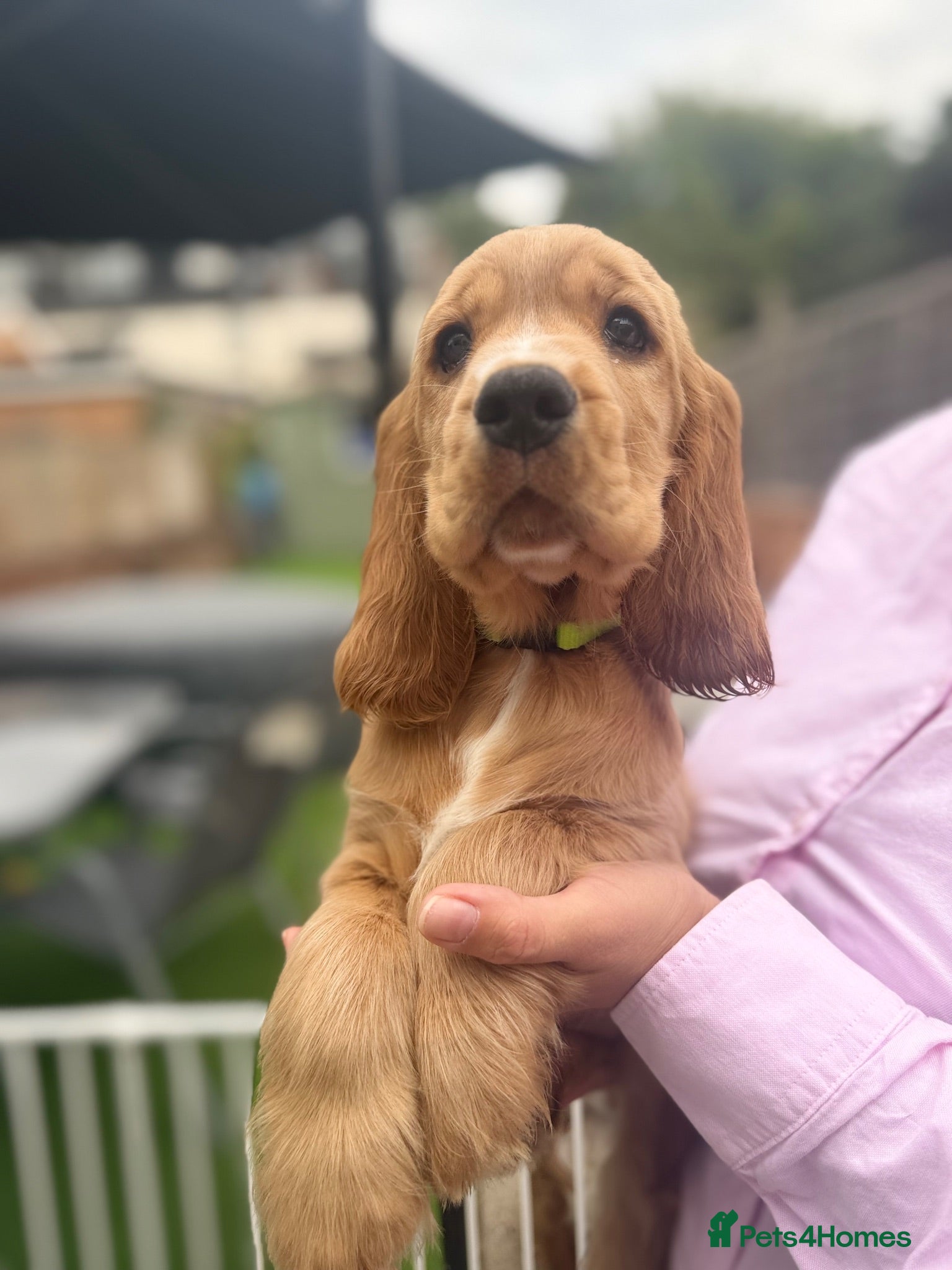 Cocker Spaniel dogs 🌟🌟🌟Beautiful English Gold Show Cocker Spaniel  - Advert 1