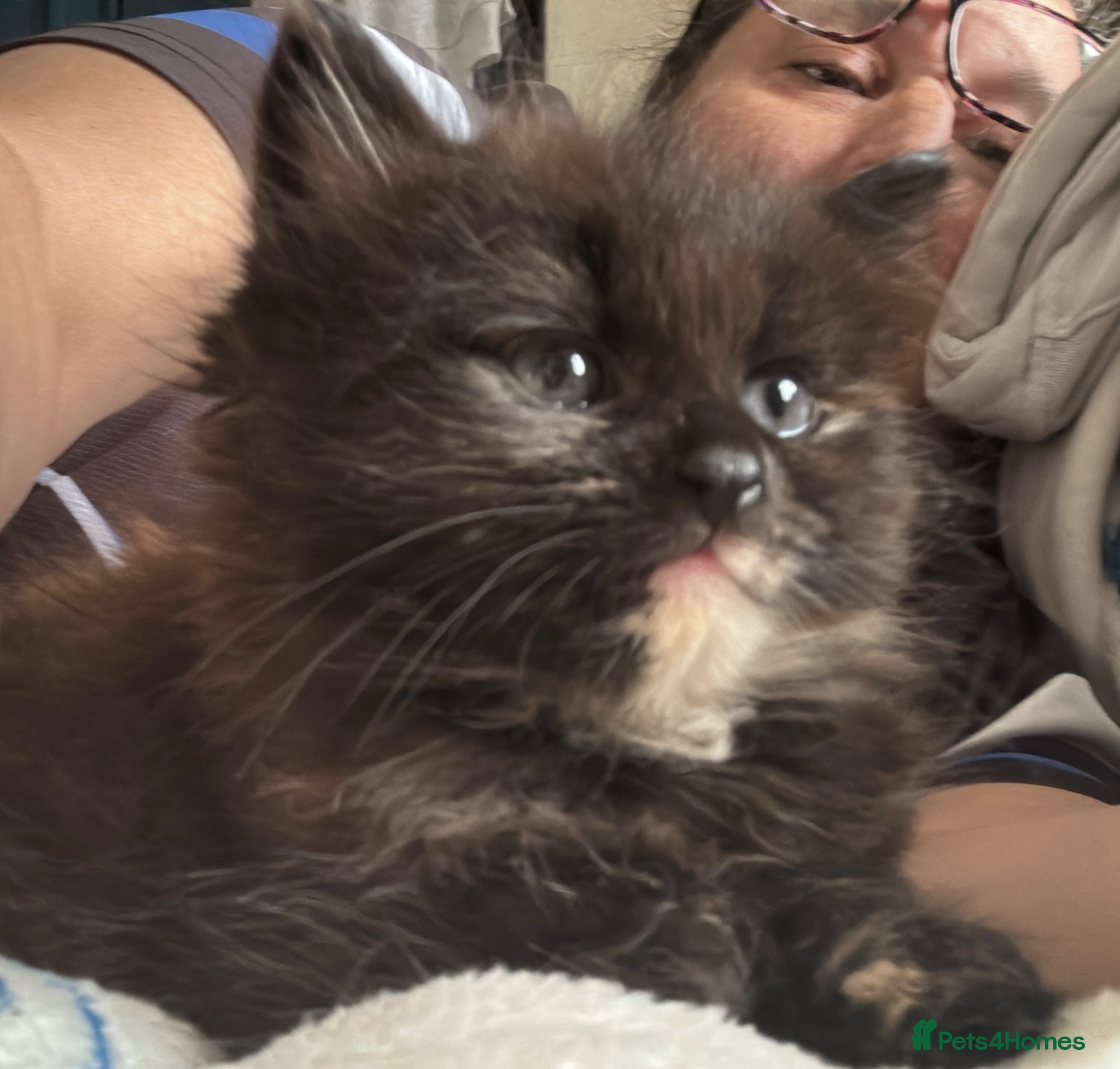 Mixed Breed cats Female tortashell long hair kitten 9 weeks old - Advert 1