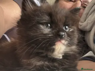 Mixed Breed cats Female tortashell long hair kitten 9 weeks old - Advert 1