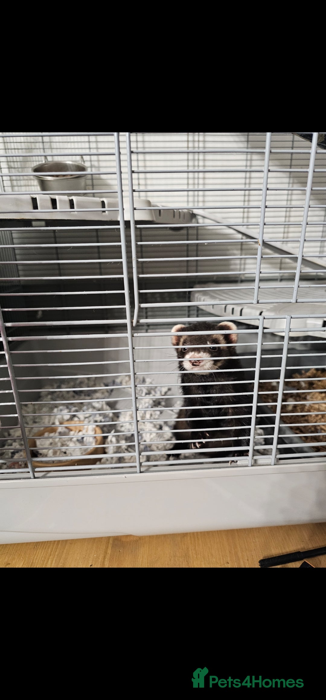 Ferret rodents 2 x Gill ferrets  - Advert 4