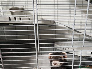 Ferret rodents 2 x Gill ferrets - Advert 1