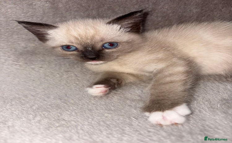 Mixed Breed cats - Advert 9