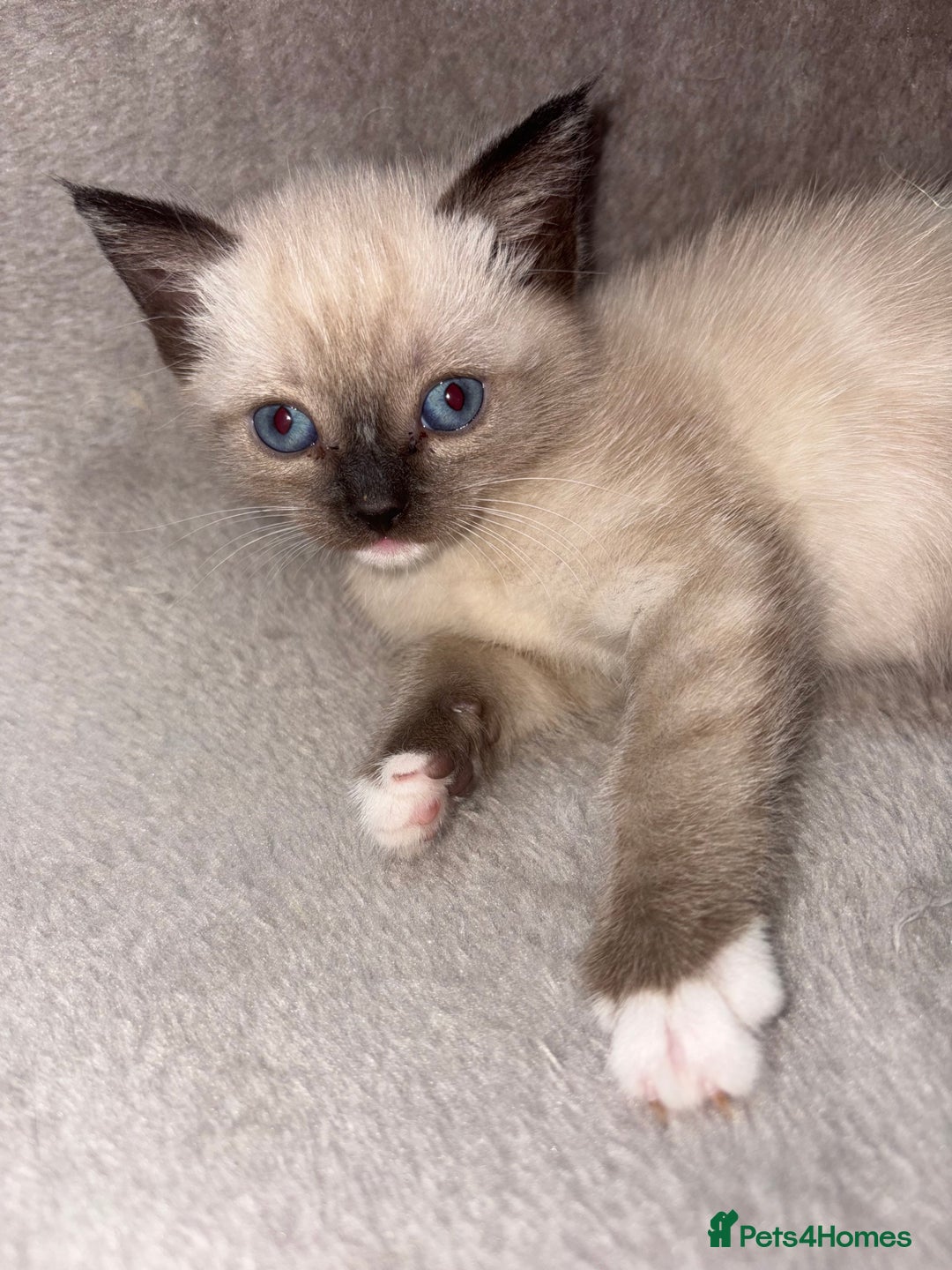 Mixed Breed cats for sale: Amazing female kitten  - Advert 1