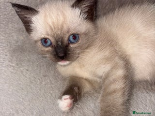 Mixed Breed cats - Advert 17