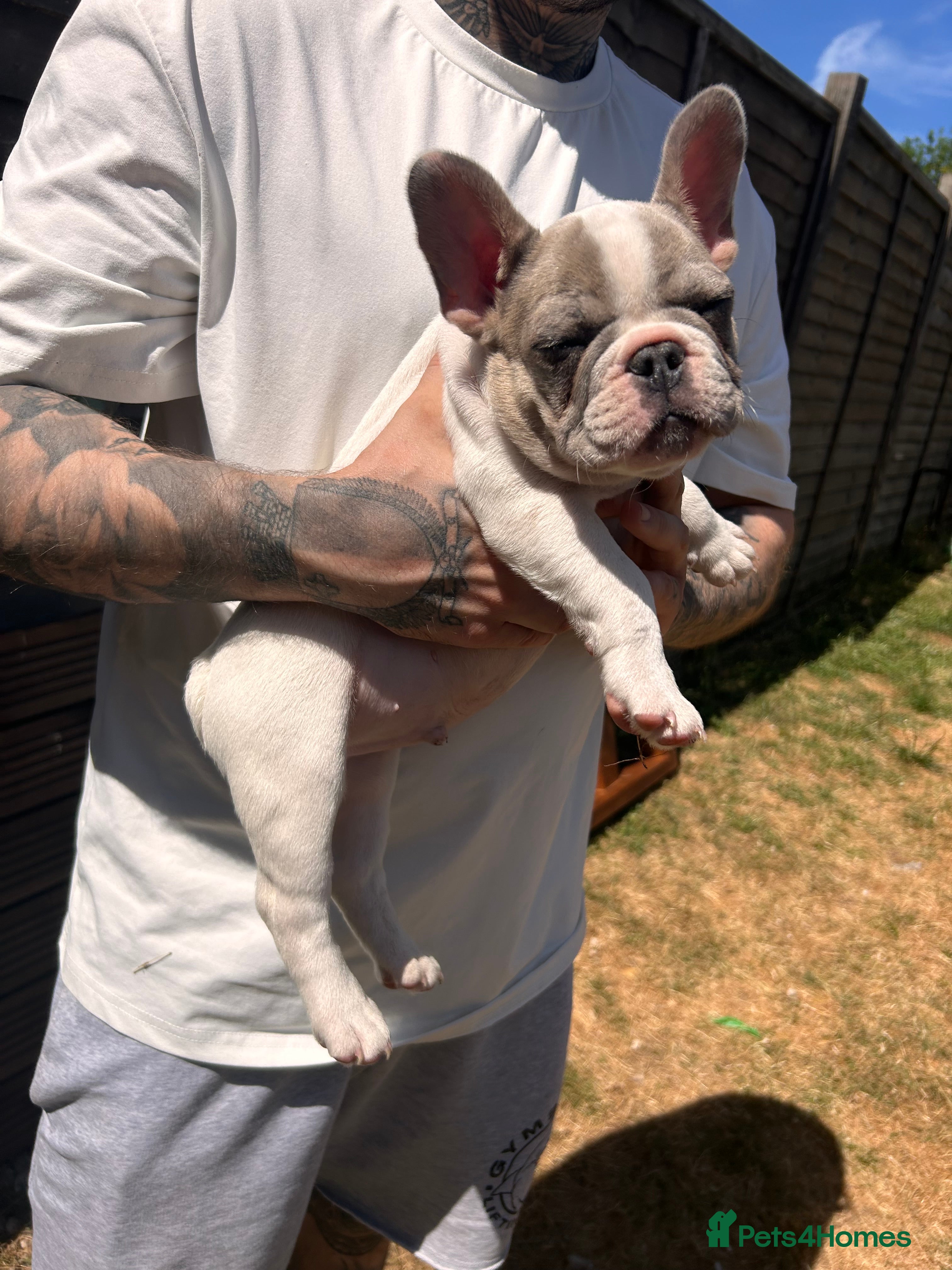 French Bulldog dogs for sale: DWKC French bulldog puppies  - Advert 17
