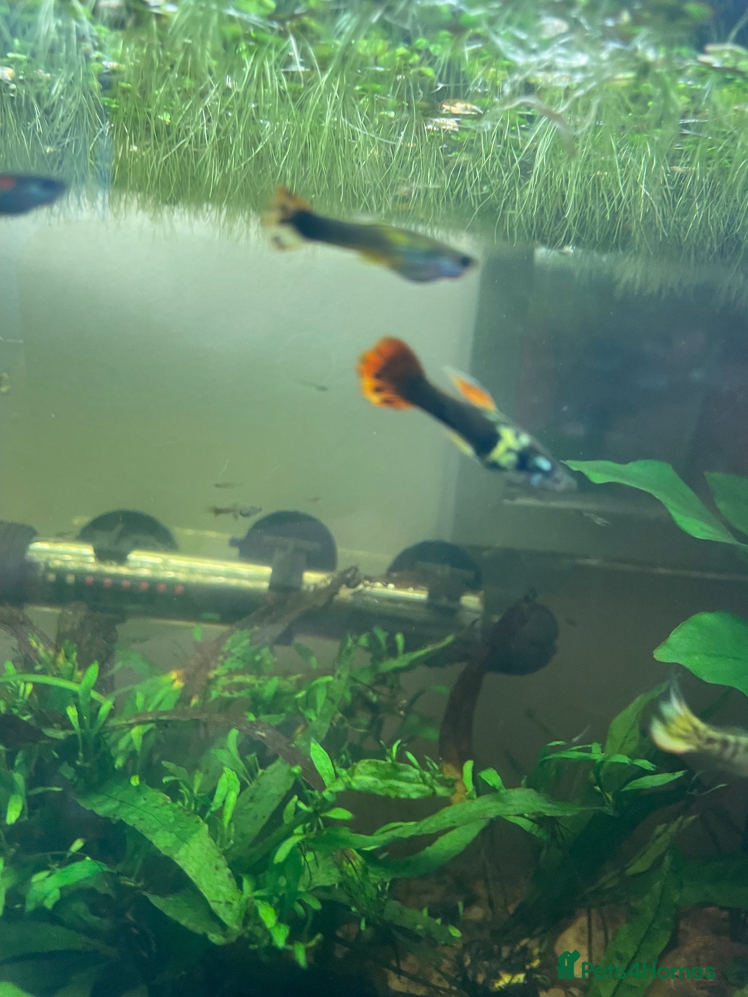 Live Bearers fish Common Guppy - Advert 3