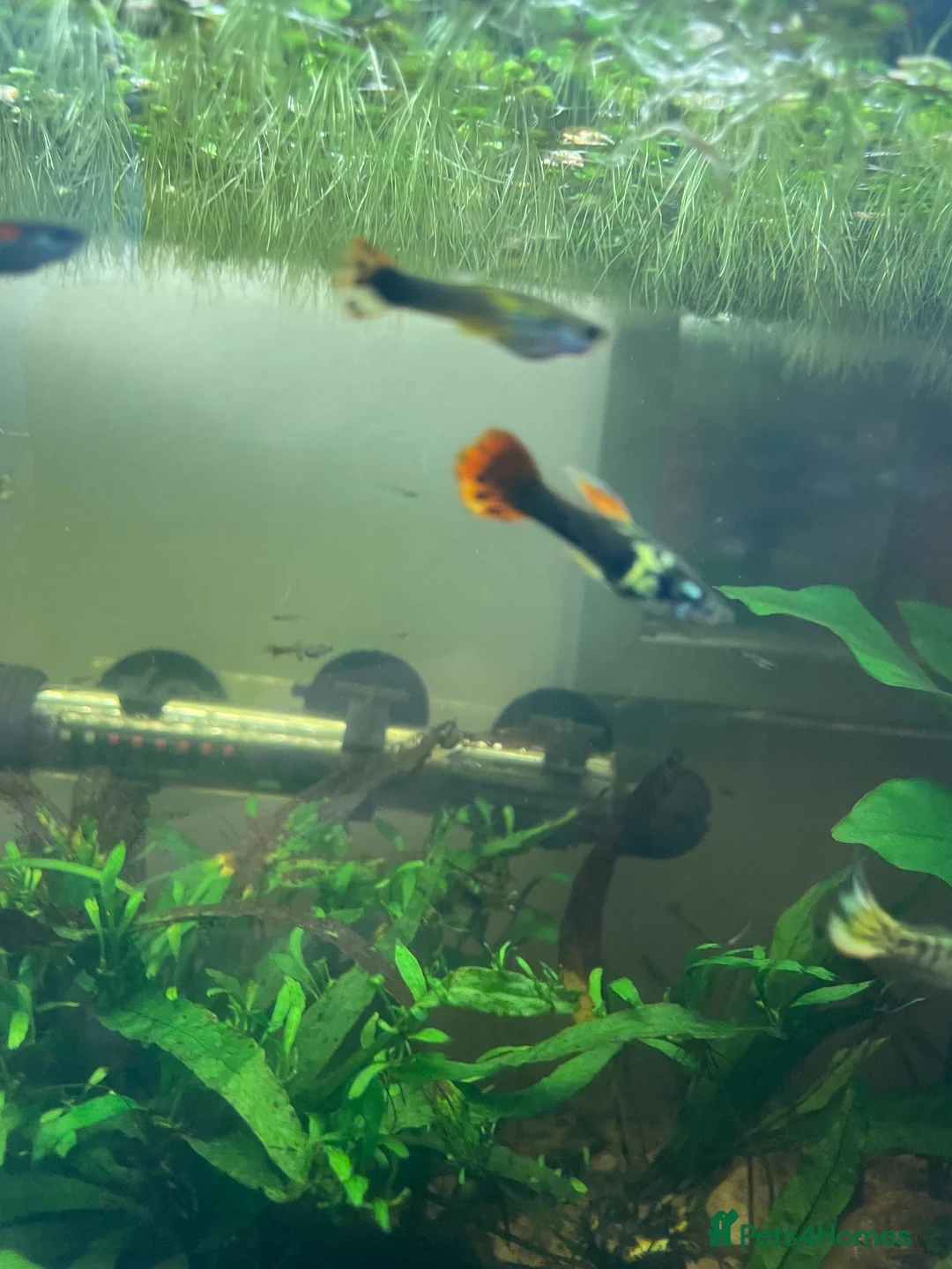 Live Bearers fish for sale: Common Guppy in Cheltenham - Advert 1