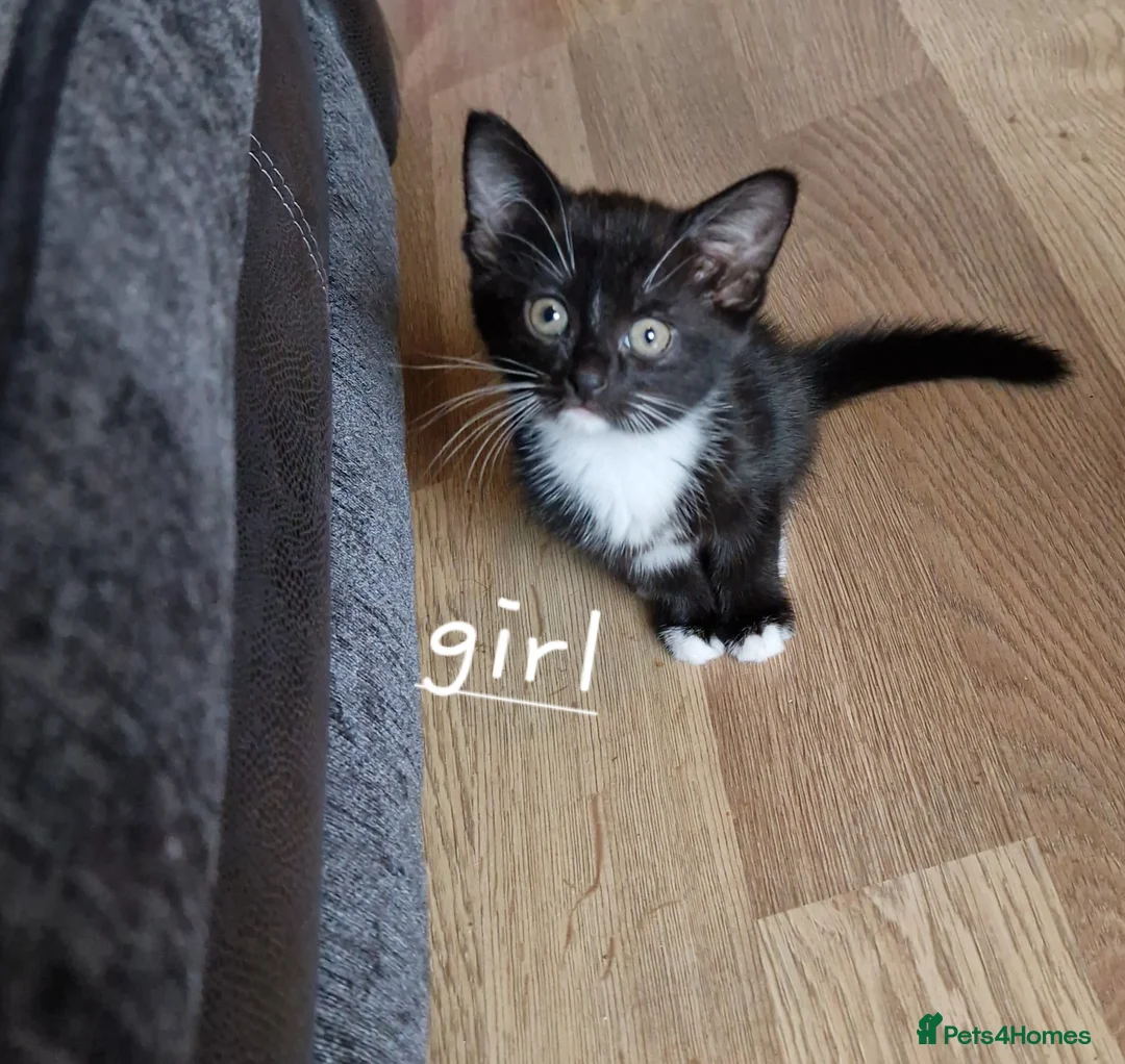 Mixed Breed cats for sale: Female kitten - Advert 2