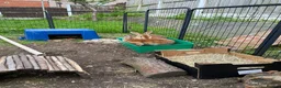 Rex rabbits for sale: Two Gorgeous Rex Doe’s for sale - Advert 4