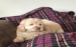 Newfypoo dogs for sale: AMAZING NEWFYPOO TEDDYBEARS  - Image 1