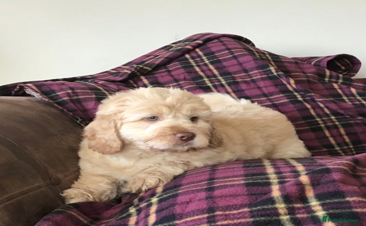 Newfypoo dogs - Advert 1