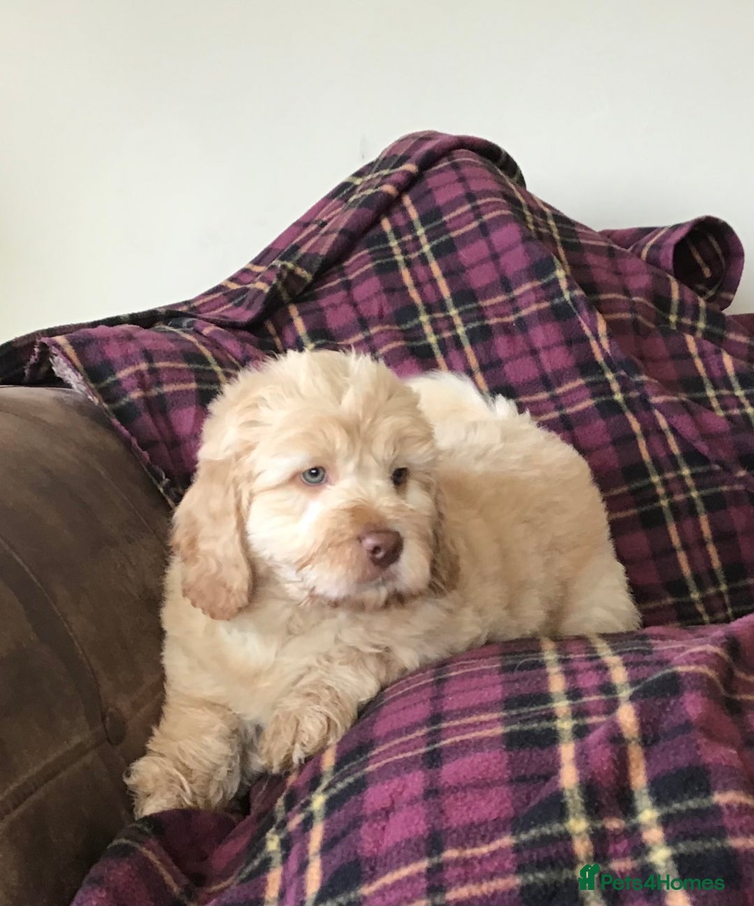 Newfypoo dogs for sale: AMAZING NEWFYPOO TEDDYBEARS  - Image 1