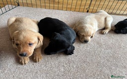 Labrador Retriever dogs for sale: Beautiful KC Registered Lab Pups  - Image 12