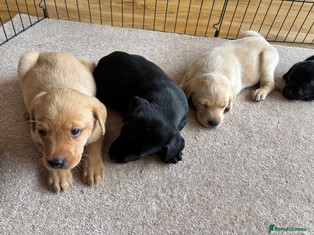 Labrador Retriever dogs for sale: Beautiful KC Registered Lab Pups  - Image 12