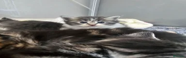 Maine Coon 5