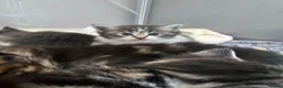 Maine Coon cats for sale: 7 main coon kittens  - Advert 5