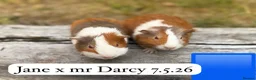 Guinea Pig rodents for sale: Gorgeous baby guinea pigs. Sheffield in Sheffield - Advert 11