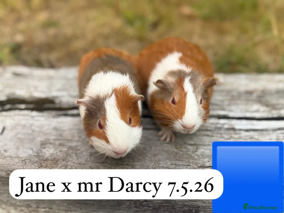 Guinea Pig rodents for sale: Gorgeous baby guinea pigs. Sheffield in Sheffield - Advert 11