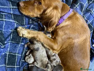 Cocker Spaniel dogs Merle cocka spaniels - Advert 1