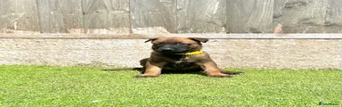 Yellow collar female 