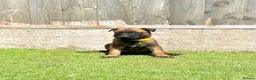 Belgian Shepherd Dog dogs for sale: KC Belgian Malinois Puppys for sale - Advert 35