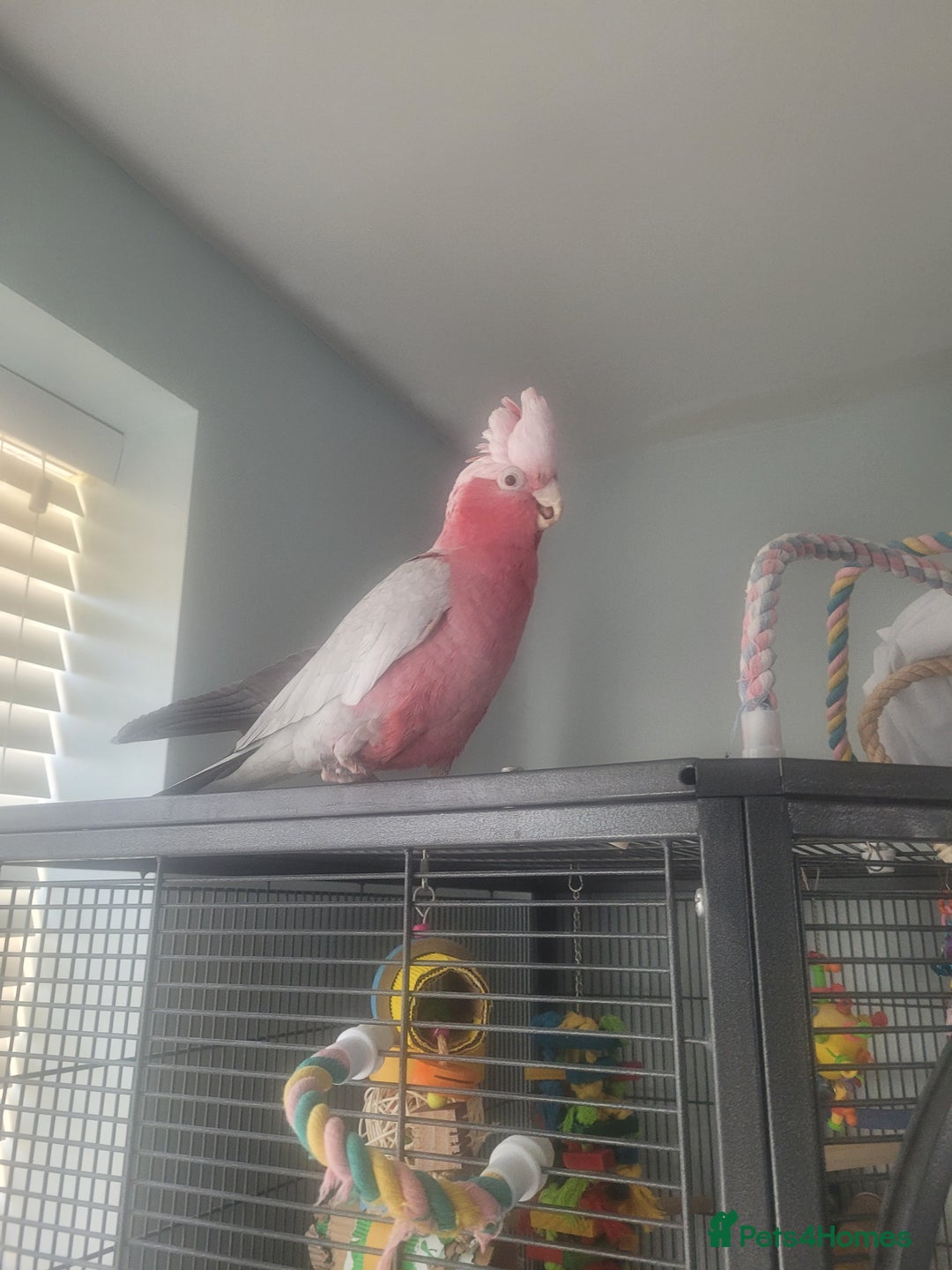 Cockatoo birds for sale: Gala cockatoo - Advert 1