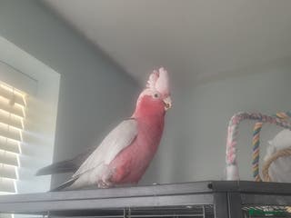 Cockatoo birds Gala cockatoo - Advert 3