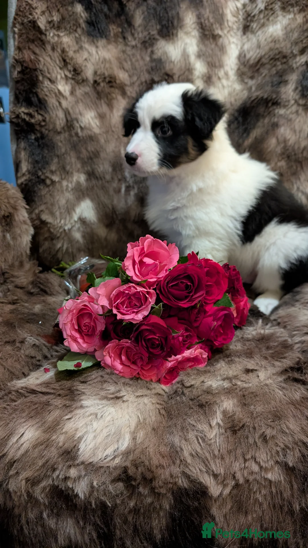 Australian Shepherd dogs for sale: Australian shepherd puppies  - Advert 5