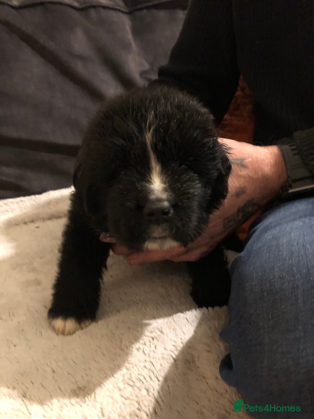 Newfoundland dogs for sale: Balticbears - Advert 8