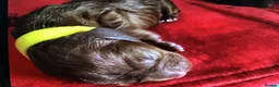 Cavalier King Charles Spaniel dogs for sale: Beautiful Cavalier King Charles Spaniel Puppies 🐶 - Advert 8