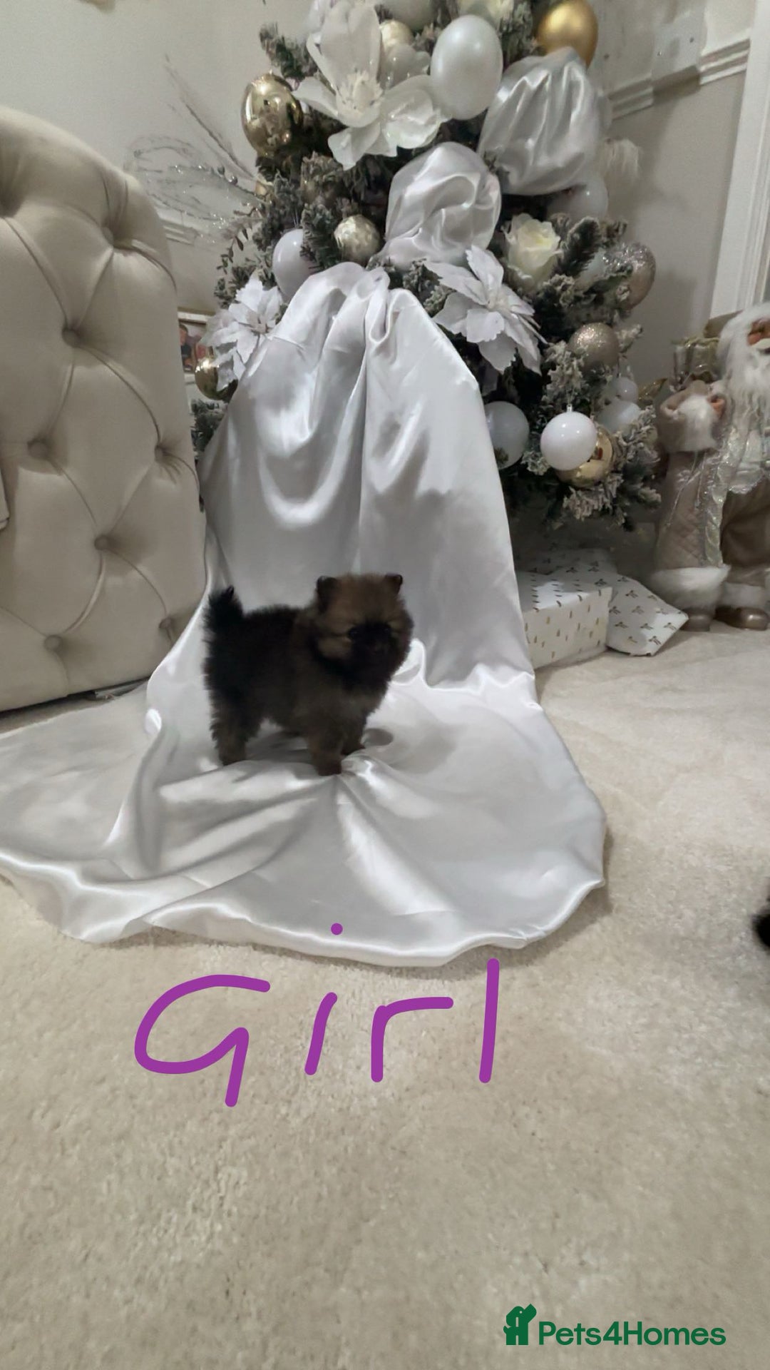 Pomeranian dogs for sale: Tiny Pomeranian puppys - Image 6